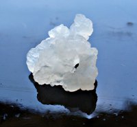 Grain de k&eacute;fir d'eau