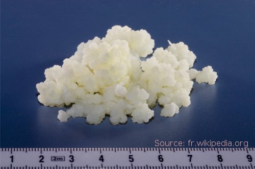 Champignon de k&eacute;fir de lait
